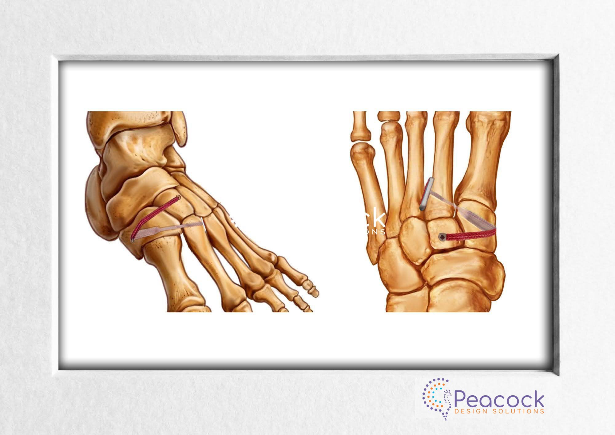 Foot Bone Anatomy